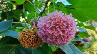 2024-01-GranCan-Jardin_de_la_Marquesa-091.jpg